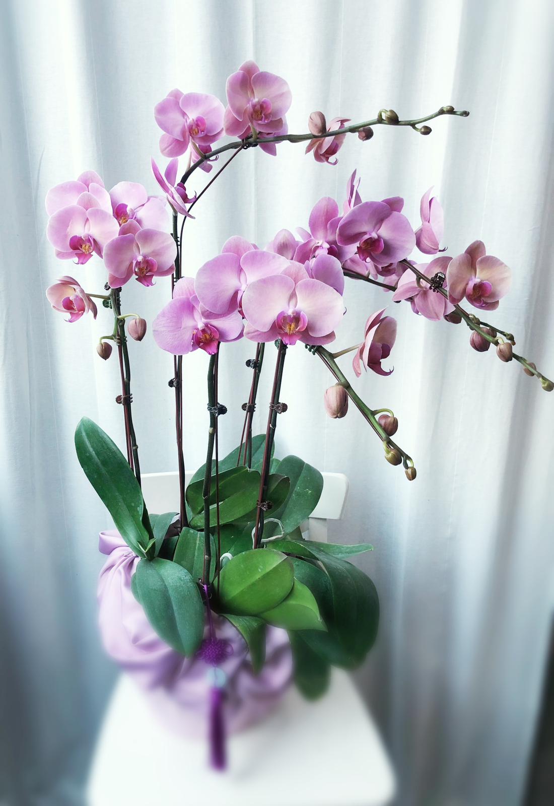 25CNY06- Potted Phalaenopsis